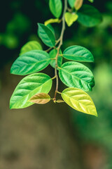 fresh green leaves