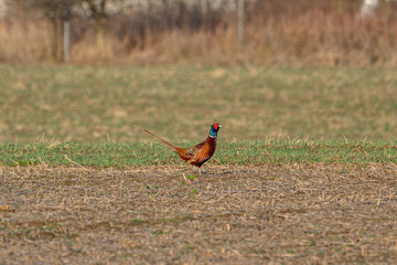 Fototapeta premium Male Pheasant Standing Proudly in Open Meadow with Woodland Backdrop