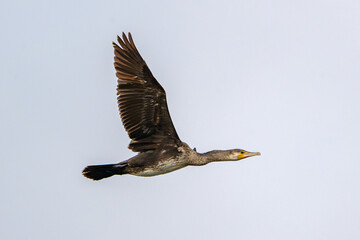 Cormorant in Flight Against Soft Sky