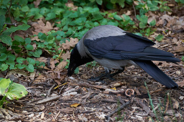 gray crow in the city