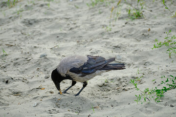 gray crow in the city