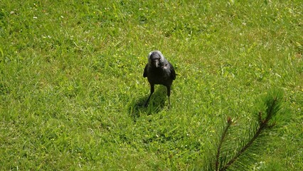 Czarna kawka szukająca pożywienia na trawniku