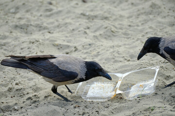 gray crow in the city