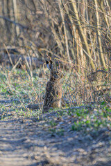 Wild Hare Paused on a Forest Path