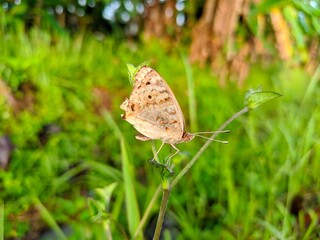 butterfly on a green grass
