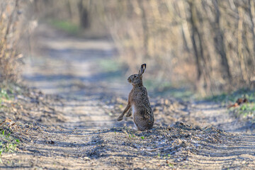 Wild Hare Paused on a Forest Path