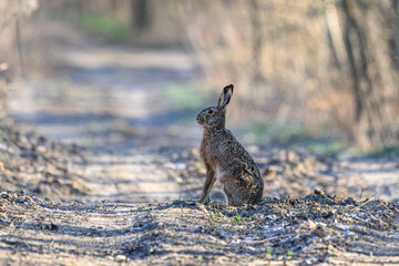 Wild Hare Paused on a Forest Path