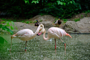 beautiful flamingo in the zoo