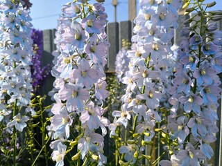 white lilac flowers
