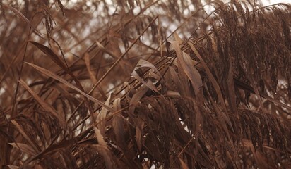 Dry erupted reeds weigh in the wind and dusk, in the blurred background water. The dryness of the flowers are still full of seeds