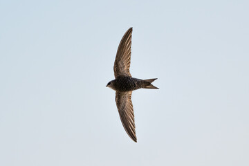 Common Swift in Full Flight Against Clear Sky