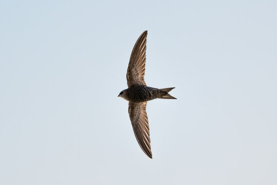 Common Swift in Full Flight Against Clear Sky
