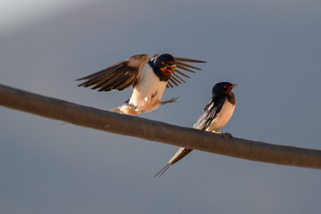 Swallows Interacting on a Wire