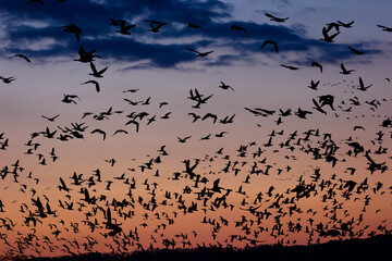 Flock of Greater White-fronted Geese Flying at Sunset, Miyajima Marsh, Bibai, Hokkaido, Japan
