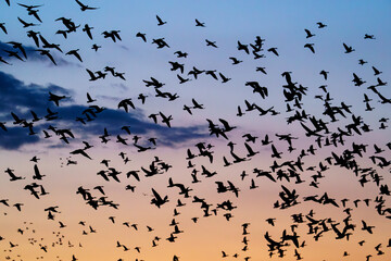 Flock of Greater White-fronted Geese Flying at Sunset, Miyajima Marsh, Bibai, Hokkaido, Japan