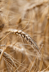 Wheat field and harvest time