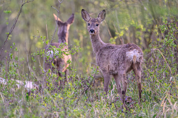 Graceful Deer looking at camera in Verdant Forest