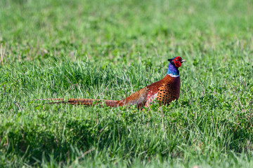 Male Pheasant Standing in Grassy Field