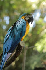 Blue-and-Yellow Macaw Perched on Branch Amid Tropical Greenery