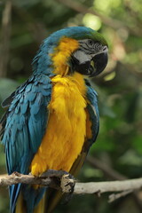 Blue-and-Yellow Macaw Perched on Branch Amid Tropical Greenery