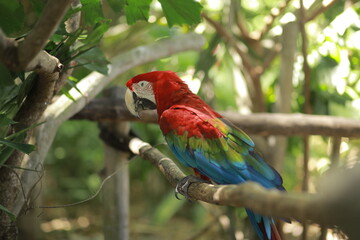 Colorful Parrot Perched on a Branch Surrounded by Lush Greenery