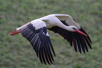 White Stork flying