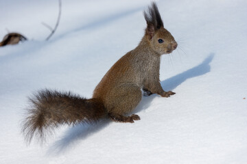 雪の上を駆けるエゾリス（北海道の冬）