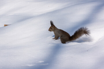 Ezo Squirrel Running on Snow in Hokkaido, Japan