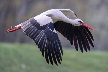 White Stork flying