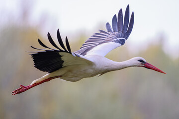 White Stork flying