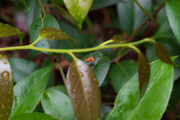 Fototapeta premium Close up of a Leiobunum nigropalpi harvestman spider crawling along the leaves and branches of a bush against a natural background of lush woodland foliage