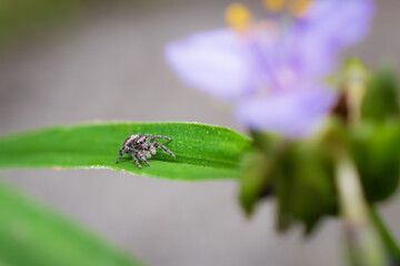 Small bold jumper spider (Phidippus audax) crawling the length of a grass blade toward a small purple flower against a blurry grey pavement background
