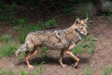 Obraz premium Alert coyote (Canis latrans) patrolling the fence barrier of its zoo enclosure against a background of natural forest floor undergrowth