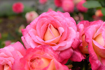 Close-up of a light pink rose in bloom, set against green foliage with scattered roses in the...