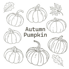 Autumn Pumpkin Collection Hand-drawn illustrations