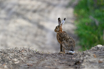 Hare Sitting Alert on Curved Trail Through Spring Greenery