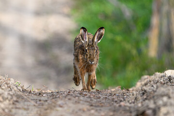 Running Hare, rabbit, on a Sunlit Forest Path