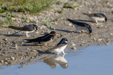 Group of Swallows Foraging Along Muddy Water’s Edge