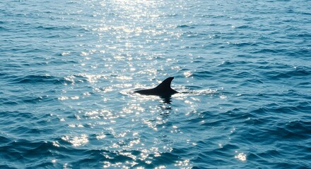 Fototapeta premium Sparkling Ocean with Dolphin Fin Breaking the Surface