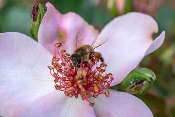 Biene sitzt in einer Rosenblüte © infra2808