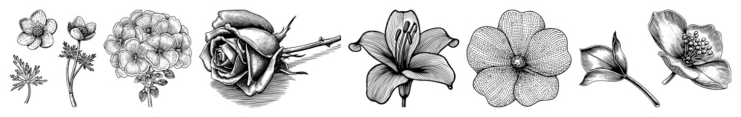Obraz premium Vector Detailed botanical illustrations showcase a variety of blossoming flowers in a vintage style.