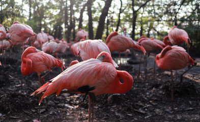 Group of Pink Flamingos Resting at Bangkok Zoo – Peaceful Wildlife Scene