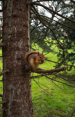 Red Squirrel Eating on a Pine Tree Branch – Wildlife in Natural Habitat