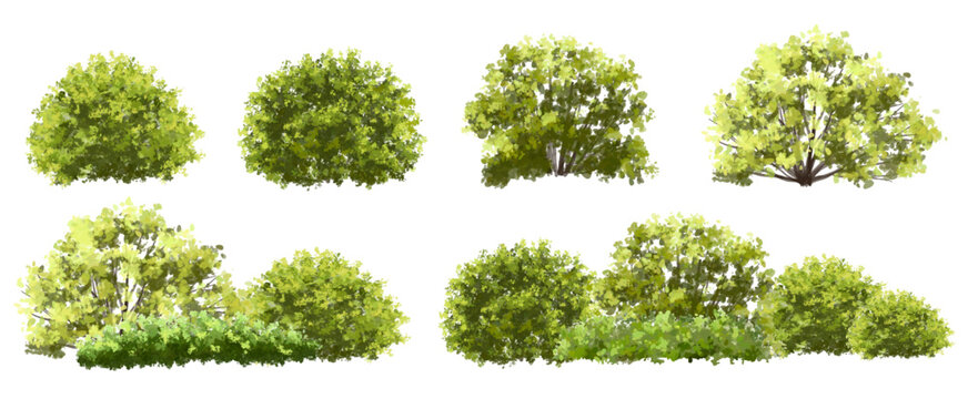  Vector watercolor green  tree or forest side view isolated on white background for landscape and architecture drawing,elements for environment or and garden,Shrub for section