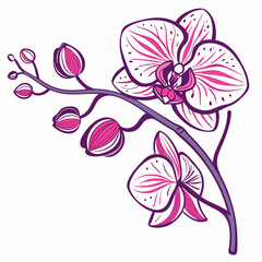 vector illustration of moth orchids © MOHAMMADRIPON
