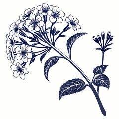 vector illustration of heliotropes