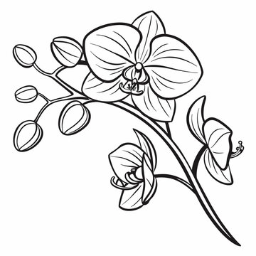 vector illustration of moth orchids