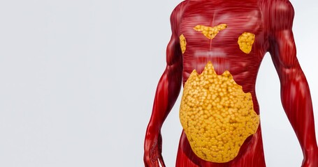 Fat Reduction and Abdominal Muscle Visualization in Human Body Model – 3D Rendering