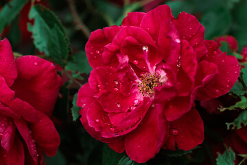 Macro image of dark red rose with water droplets. Extreme close-up with shallow dof.