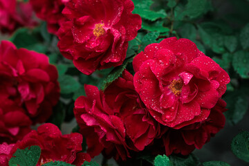 Macro image of dark red rose with water droplets. Extreme close-up with shallow dof.